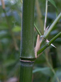 Bambus-Leverkusen Halmdetail von Phyllostachys viridiglaucescens mit der typischen Bemehlung