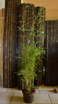 Bambus-Leverkusen Fargesia robusta campbell - Hhe 140 cm