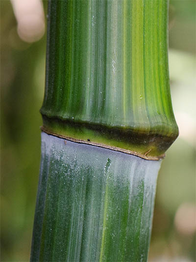 Bambus-Leverkusen Detailansicht vom Bambushalm Phyllostachys aureosulcata harbin