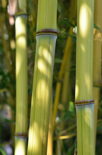 Bambus-Leverkusen Detailansicht vom Bambushalm Phyllostachys aureosulcata harbin inversa