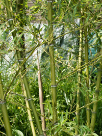 Bambus-Leverkusen Halmdetailansicht von Phyllostachys parvifolia mit dem charakteristische Halmreif unterhalb der Nodie