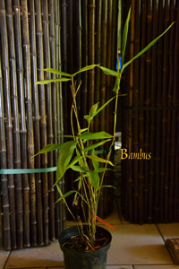 Bambus-Leverkusen Riesenbambus: Höhe ca.  45 cm