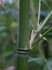 Bambus-Leverkusen Halmdetail von Phyllostachys viridiglaucescens mit der typischen Bemehlung