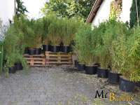 Bambus-Leverkusen Fargesia murielae Jumbo - Pflanzenhhe 140 cm