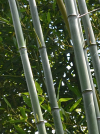 Bambus-Leverkusen Leverkusen Phyllostachys aureosulcata alata - typische olivfärbung der Halme