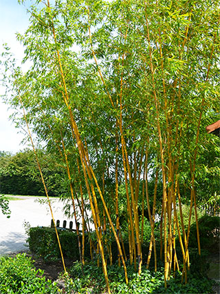 Bambus-Leverkusen Aufnahme von Phyllostachys vivax aureocaulis