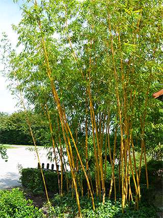 Bambus-Leverkusen Aufnahme von Phyllostachys vivax aureocaulis