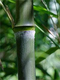 Bambus-Leverkusen Phyllostachys atrovaginata - Detailansicht Halm nach dem Austrieb