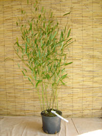 Bambus-Leverkusen Phyllostachys heteroclada - Wasserbambus