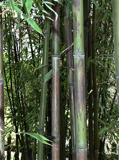 Bambus-Leverkusen Bambushain mit Phyllostachys nigra Boryana