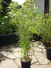 Bambus-Leverkusen Phyllostachys Mannii Hhe ca. 80 cm