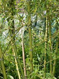 Bambus-Leverkusen Halmdetailansicht von Phyllostachys parvifolia mit dem charakteristische Halmreif unterhalb der Nodie