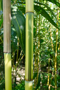 Bambus-Leverkusen Leverkusen Detailansicht vom Bambus Halm - Phyllostachys aureosulcata Spectabilis