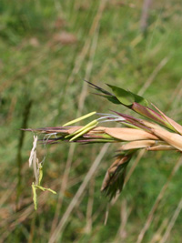 Bambus-Leverkusen Detailansicht der Bambusblüte 2014 von Phyllostachys kwangsiensis