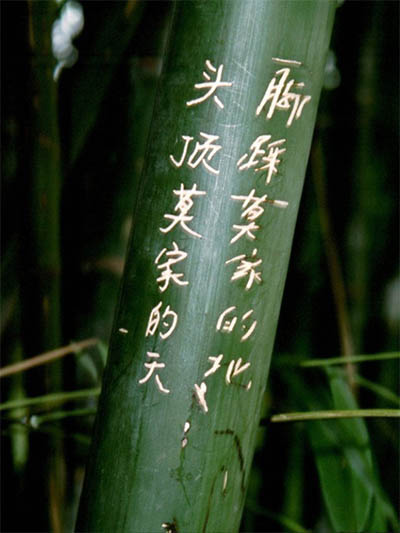 Bambus-Leverkusen Phyllostachys pubescens Moso - Höhe in Deutschland bis 7 Meter