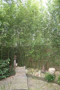 Bambus-Leverkusen: Phyllostachys bissetii - Ort: Leverkusen