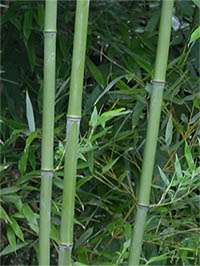 Produkt: Bambus-Leverkusen Phyllostachys bissetii