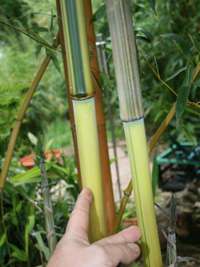 Bambus-Leverkusen: Detailansicht vom Halm und grnem Sulcus von Phyllostachys aureosulcata Spectabilis - Ort: Leverkusen