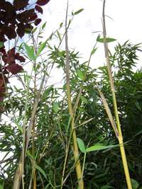 Bambus-Leverkusen: frischer Halmaustrieb von Phyllostachys bambusoides Castilloni im Mai - Ort: Leverkusen