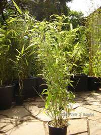 Bambus-Leverkusen: Phyllostachys Mannii H�he ca. 80 cm - Ort: Leverkusen