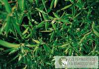 Bambus-Leverkusen: Ansicht der sattgr�nen Bl�tter von Phyllostachys Mannii - Ort: Leverkusen