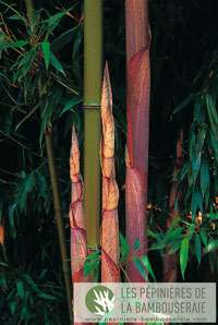 Bambus-Leverkusen: Halmansicht von Phyllostachys Mannii - Ort: Leverkusen