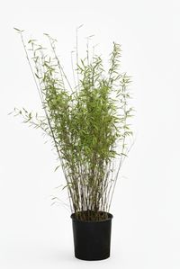 Produkt: Bambus-Leverkusen Bambus Fargesia Nitida - Black Pearl