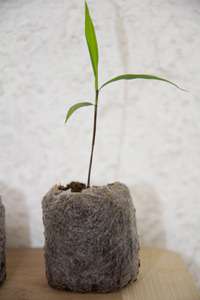 Bambus-Leverkusen: Phyllostachys pubescens edulis - Moso - Riesenbambus - Ort: Leverkusen