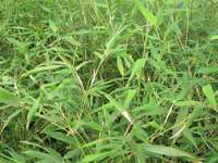 Bambus-Leverkusen: Phyllostachys bissetii - Ort: Leverkusen