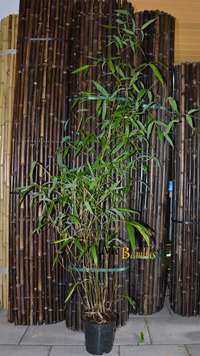 Bambus-Leverkusen: Phyllostachys atrovaginata - Hhe 150 cm - Ort: Leverkusen