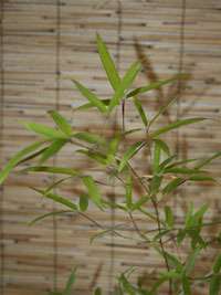 Produkt: Bambus-Leverkusen Phyllostachys decora