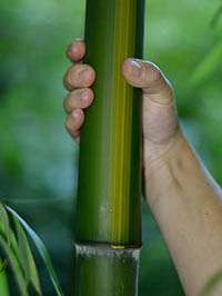 Bambus-Leverkusen: Halmansicht Phyllostachys vivax huangwenzhu - Ort: Leverkusen