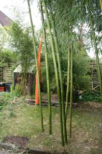 Bambus-Leverkusen: Halmaustrieb von Phyllostachys vivax  - Ort: Leverkusen