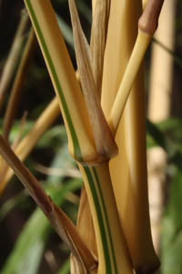 Bambus-Leverkusen: Detailansicht vom Halm Phyllostachys vivax aureocaulis - Ort: Leverkusen
