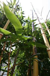Bambus-Leverkusen: Halmaustrieb - Aufnahme von Phyllostachys vivax aureocaulis im 3 Jahr - Ort: Leverkusen