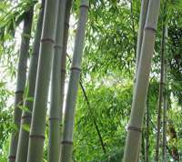 Bambus-Leverkusen: Bambushain von Phyllostachys Nigra Henonis - Ort: Leverkusen