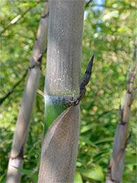 Produkt: Bambus-Leverkusen Phyllostachys Nigra Henonis