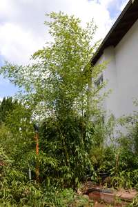 Bambus-Leverkusen: Phyllostachys aureosulcata Spectabilis - Ort: Leverkusen