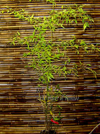 Bambus-Leverkusen: Phyllostachys nigra Boryana - Gre 150 cm - Ort: Leverkusen