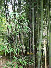 Bambus-Leverkusen: Bambushain mit Phyllostachys nigra Boryana - Ort: Leverkusen