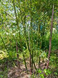Bambus-Leverkusen: Phyllostachys parvifolia - Ort: Leverkusen