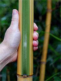 Bambus-Leverkusen: Halmansicht Phyllostachys vivax huangwenzhu inversa - Ort: Leverkusen