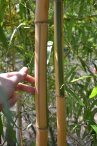 Bambus-Leverkusen: Halmdicke von Phyllostachys vivax Huangwenzhu Inversa  nach 3 Jahren - Ort: Leverkusen