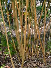 Bambus-Leverkusen: Phyllostachys vivax Huangwenzhu Inversa Hain nach 3 Jahren - Ort: Leverkusen