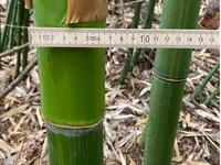 Bambus-Leverkusen: Frische Bambusstangen aus heimischem Anbau - nachhaltig & naturbelassen - Halmfarbe gr�n - Ort: Leverkusen