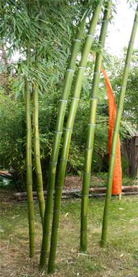 Bambus-Leverkusen: Phyllostachys - gedngt mit Mc-Bambus Dnger - Ort: Leverkusen