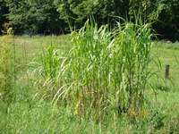 Bambus-Leverkusen: Miscanthus Riesen Chinaschilf - 2-jhrig - Ort: Leverkusen