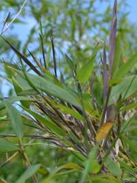 Bambus-Leverkusen: Phyllostachys arcana Luteosulcata Bl�te 2014 in der N�he von K�ln - Ort: Leverkusen