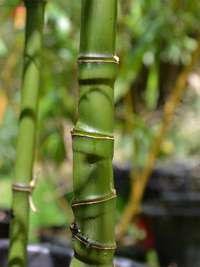 Bambus-Leverkusen: Halmansicht Phyllostachys aurea mit den typischen Knoten - Ort: Leverkusen