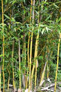 Bambus-Leverkusen: Phyllostachys aureosulcata Aureocaulis mit neuen Halmen - Ort: Leverkusen